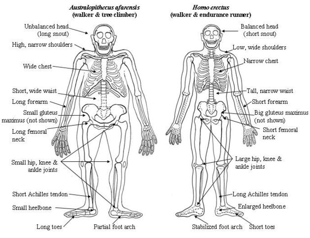 Chimpanzee Skeleton